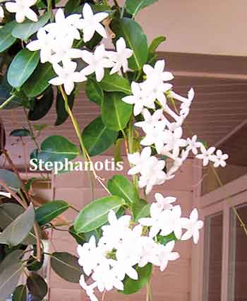 stephanotis